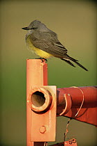 Western kingbird {Tyrannus verticalis} perched on railings, Colorado, USA