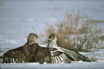 Ferruginous hawks {Buteo regalis} fighting over Prairie dog kill, Colorado, USA