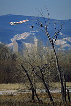 American bald eagles {Haliaeetus leucocephalus} perched in tree with Denver skyline and aeroplane taking off from Denver airport in the background, Rocky Mt Arsenal NWR, Colorado, USA