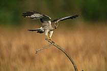 Hen / Northen harrier {Circus cyaneus} female landing, Colorado, USA