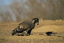 Juvenile American bald eagle {Haliaeetus leucocephalus} and Black billed magpie {Pica hudsonia} feeding on dead Prairie dog, Colorado, USA
