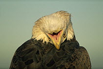 American bald eagle {Haliaeetus leucocephalus} looking backwards over its head, captive, Colorado, USA