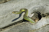 Yellow bellied racer snake {Coluber constrictor} emerging from hole in log, Colorado, USA