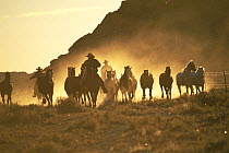 Cowboys rounding up horses at dawn, Colorado, USA. Model released