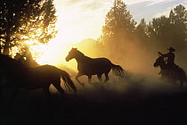 Cowboy rounding up horses at sunset, Colorado, USA. Model released