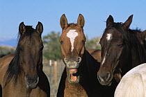 Three horses, one yawning, Colorado, USA