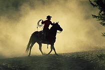 Cowboy rounding up horses at dawn, Colorado, USA. Model released