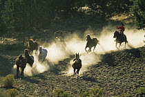 Cowboys rounding up horses, Colorado, USA. Model released