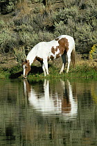 Skewbald horse drinking, Colorado, USA