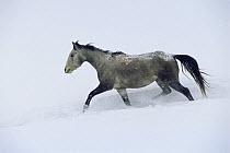 Horse trotting through snow, Colorado, USA