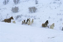 Horses galloping through snow, Colorado, USA