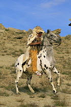 Native american wearing traditional costume with wolf skin, riding Appaloosa horse, Colorado, USA. Model released
