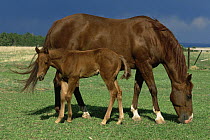 Quartermaster mare with foal {Equus caballus} Colorado, USA