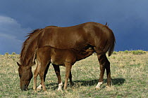 Quartermaster mare with suckling foal {Equus caballus} Colorado, USA