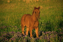 Quartermaster foal {Equus caballus} filly grazing, Colorado, USA