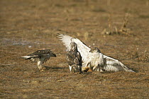 Ferruginous hawks {Buteo regalis} fighting over Prairie dog prey, Colorado, USA
