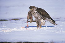 Ferruginous hawk {Buteo regalis} feeding on Prairie dog prey in snow, Colorado, USA