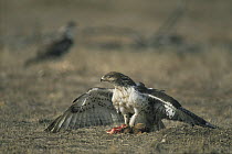 Ferruginous hawk {Buteo regalis} mantling Prairie dog prey, Colorado, USA