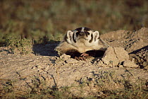American badger {Taxidea taxus} at Prairie dog burrow, Colorado, USA