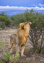 African lion {Panthera leo} male sniffing a scent mark, Etosha, Namibia, January