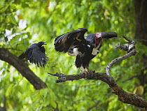 Red-Headed Vulture [Sarcogyps calvus] being attacked by Large-Billed Crow [Corvus macrohynchos] Bandhavgarh NP, Madhya Pradesh, India, March