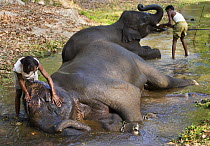 Asian Elephant [Elephas maximas] mahouts washing working elephants, Bandhavgarh NP, Madhya Pradesh, India, March