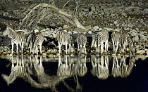 Herd of Common zebra {Equus quagga} drinking at waterhole at night, Okaukuejo, Etosha NP, Namibia, January