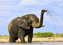 African elephant {Loxodonta africana} spraying mud, Etosha NP, Namibia, January