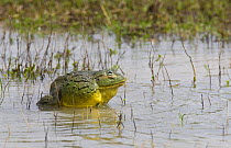African bullfrog {Pyxicephalus adspersus} male in water, Etosha NP, Namibia, January