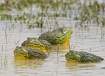 African bullfrogs {Pyxicephalus adspersus} group of males in water, Etosha NP, Namibia, January