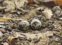 Eggs camouflaged in nest of Eurasian Thick-Knee / Stone curlew [Burhinus oedicnemus] Bandhavgarh NP, Madhya Pradesh, India, March