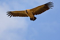 RF- Long-Billed Vulture (Gyps indicus) juvenile flying. Bandhavgarh National Park, Madhya Pradesh, India. March. Endangered species. (This image may be licensed either as rights managed or royalty fre...