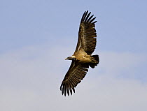 Long-Billed Vulture [Gyps indicus] flying, Bandhavgarh NP, Madhya Pradesh, India, March