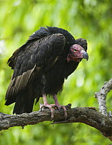 Red-Headed Vulture [Sarcogyps calvus] perched, Bandhavgarh NP, Madhya Pradesh, India, March