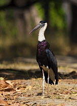 Woolly Necked Stork [Ciconia episcopus] Bandhavgarh NP, Madhya Pradesh, India, March