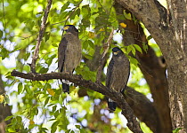 Crested Serpent Eagle [Spilornis cheela] two perched, Bandhavgarh NP, Madhya Pradesh, India, March