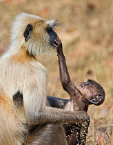 Southern plains grey / Hanuman langur {Semnopithecus dussumieri}  baby reaching up to mother's face, Bandhavgarh NP, Madhya Pradesh, India, March