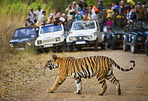 Bengal tiger [Panthera tigris tigris] crossing road in front of watching tourists, Bandhavgarh NP, Madhya Pradesh, India, March