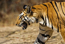 Bengal tiger [Panthera tigris tigris]  Bandhavgarh NP, Madhya Pradesh, India, March