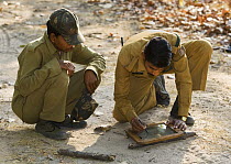 Park wardens recording a Bengal tiger pugmark by tracing with ink on glass, the method still used by the Forestry Dept, Bandhavgarh NP, Madhya Pradesh, India, March 2008