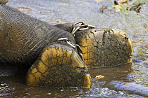 Asian Elephant [Elephas maximas] restraint chains on working elephant also showing soles of front feet, Bandhavgarh NP, Madhya Pradesh, India March 2008