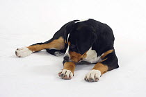 Great Swiss Mountain Dog puppy, 14 weeks, lying down and gnawing on its paw.