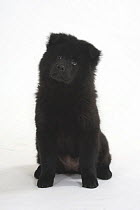 Black Eurasier puppy, 14 weeks, sitting down