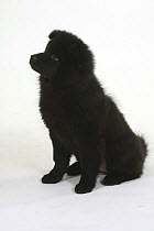 Black Eurasier, puppy, 14 weeks old, sitting and looking to one side.
