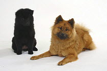 Fawn Eurasier with black puppy, 14 weeks old
