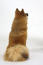 Back view of a Fawn Eurasier sitting down