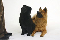 Fawn Eurasier and black puppy, 14 weeks, looking up at their owner.