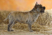 Cairn Terrier standing in show stack/pose