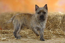 Cairn Terrier standing with one paw raised.