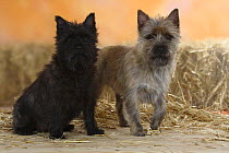 Two Cairn Terriers of different coat colours.